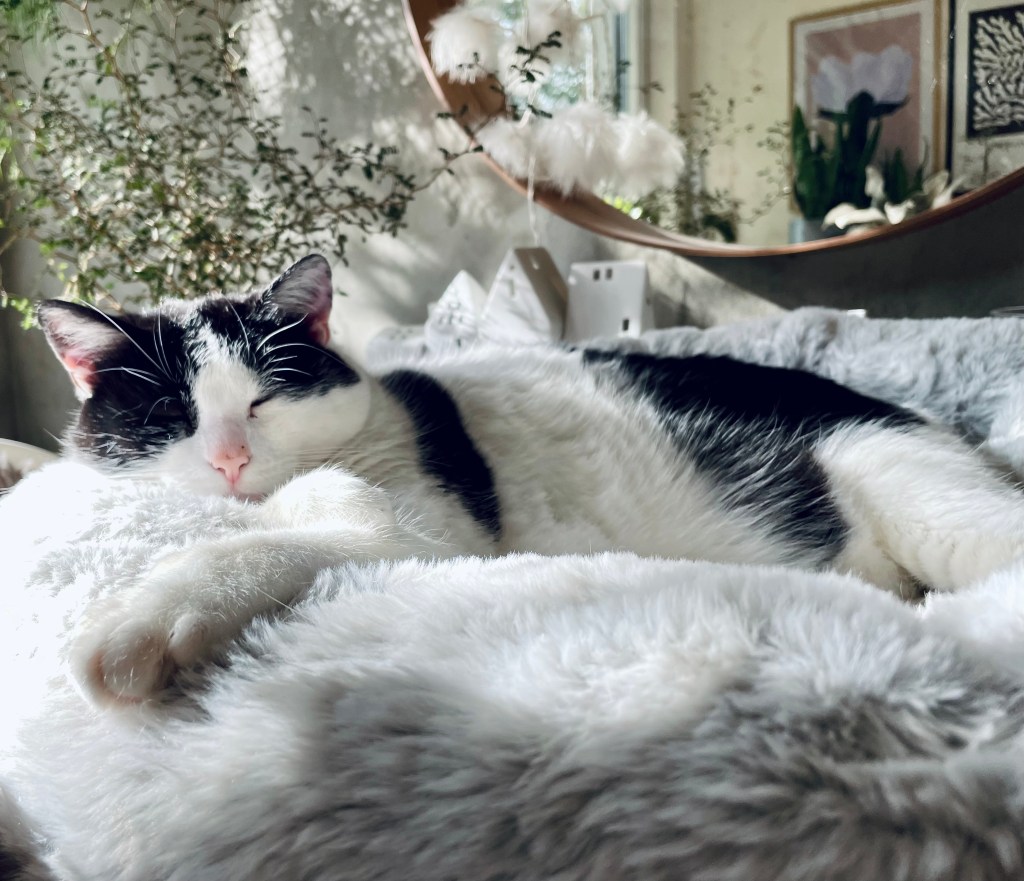 Wenn deine Tiere dein Herz halten, ohne etwas dafür zu tun