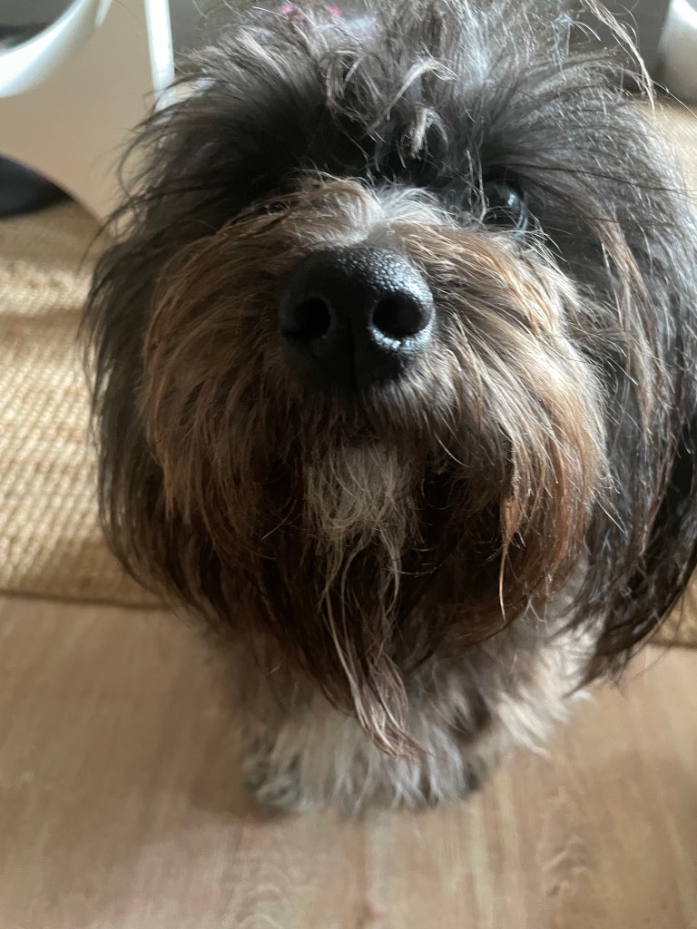 Millie, die Atelierhündin, liegt zwischen Kartons, Verpackungsmaterial und Keramikstücken im Atelier. Ruhiger Moment im Arbeitsalltag einer handgemachten Keramikmanufaktur, Hund als fester Teil des kreativen Prozesses und Begleiter beim Verpacken von Bestellungen. Authentischer Blick hinter die Kulissen eines kleinen Handmade-Shops.